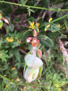 Слика од Arctostaphylos pumila Nutt.