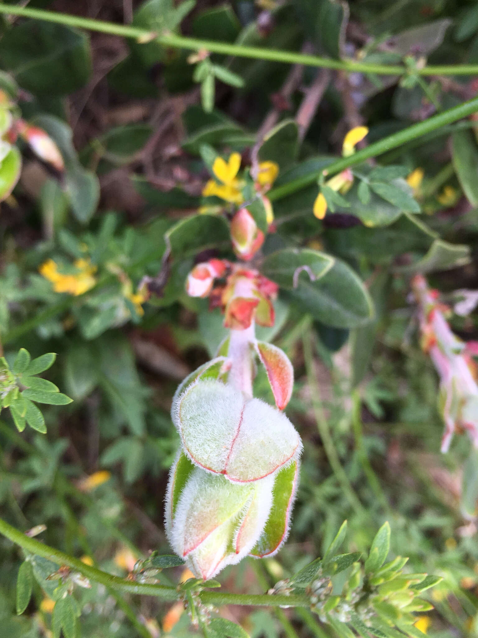 Image de Arctostaphylos pumila Nutt.