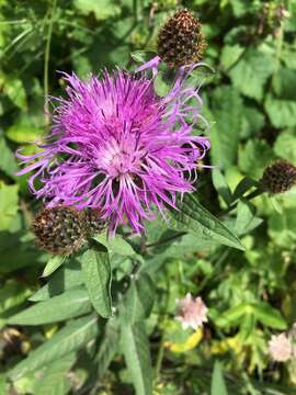 Plancia ëd Centaurea phrygia subsp. abbreviata (C. Koch) Dostál