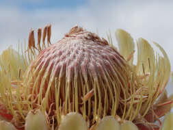 Image de Protea laevis R. Br.