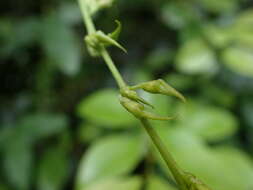 Image of Galactia tenuiflora (Willd.) Wight & Arn.