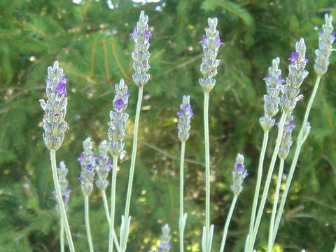 Image of <i>Lavandula lanata</i> Boiss.