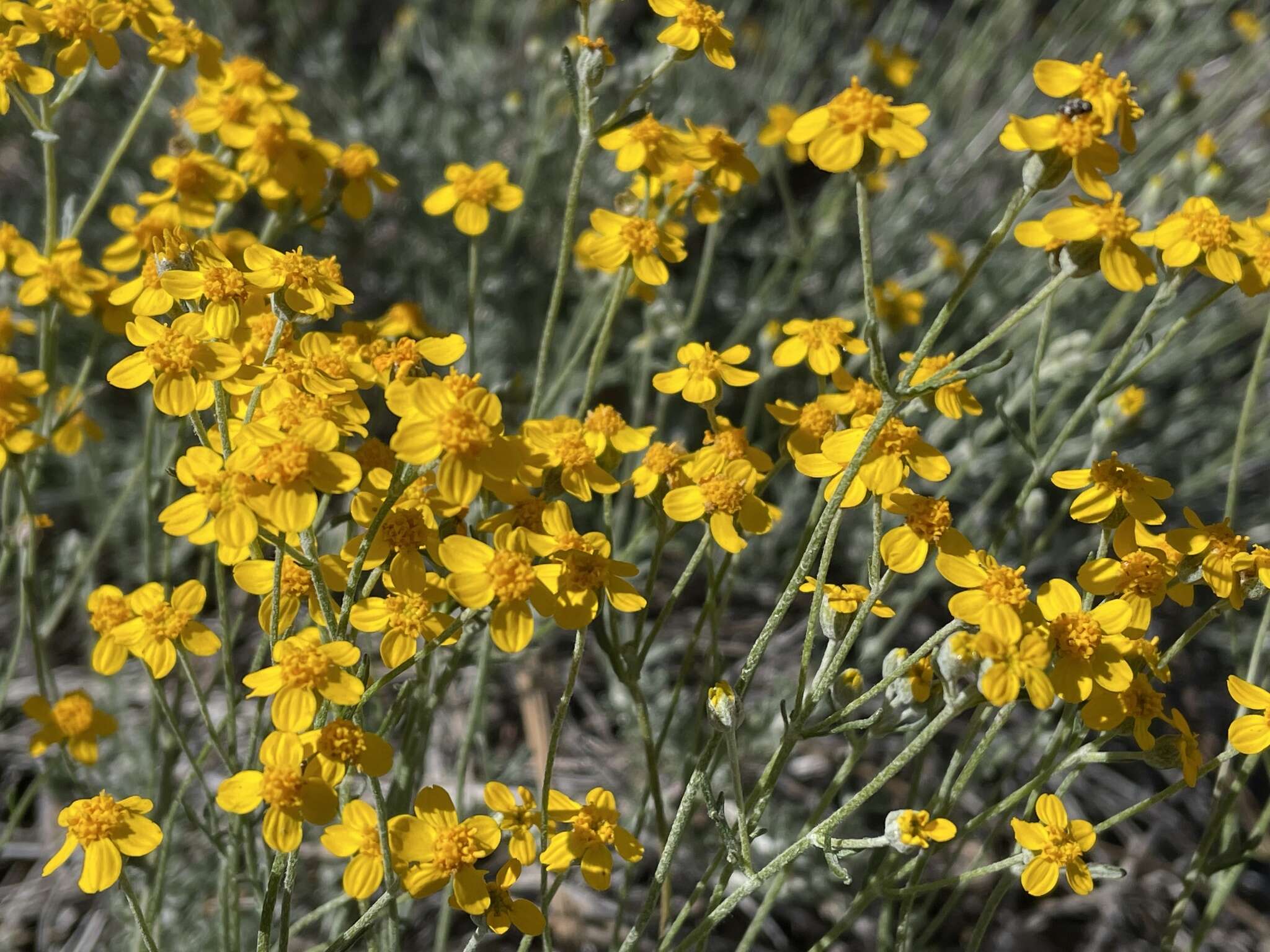 Image of Jepson's woolly sunflower