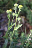 Image of Pentanema oculus-christi (L.) D. Gut. Larr., Santos-Vicente, Anderb., E. Rico & M. M. Mart. Ort.