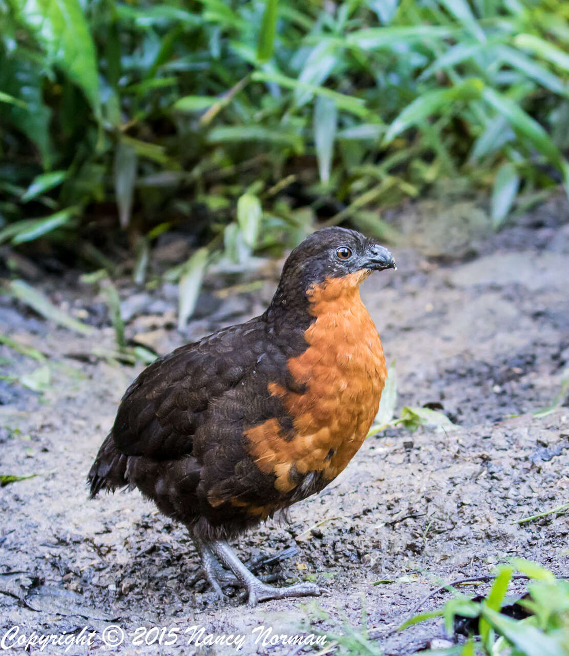 Image of Dark-backed Wood Quail