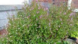 Imagem de Epilobium brevifolium subsp. trichoneurum (Hausskn.) Raven