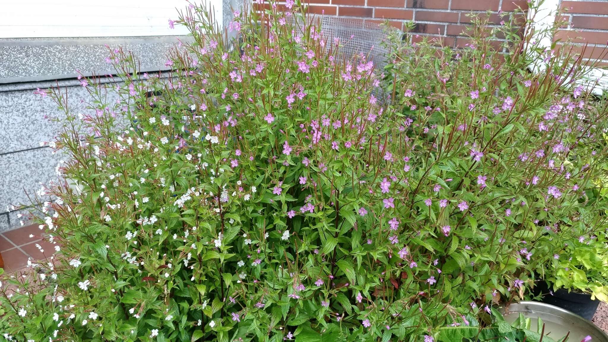 Imagem de Epilobium brevifolium subsp. trichoneurum (Hausskn.) Raven