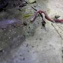 Image of White-headed Blind Snake