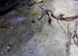 Image of White-headed Blind Snake