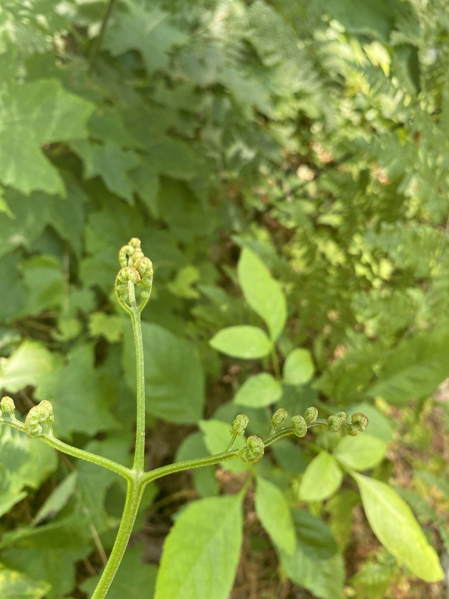 صورة Pteridium latiusculum (Desv.) Hieron. ex Fries