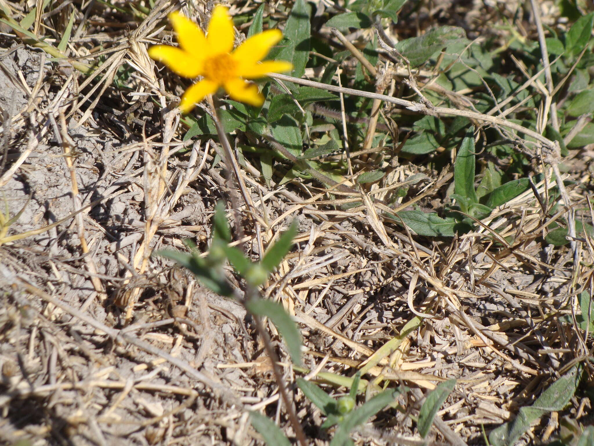 Image of Aldama dentata La Llave