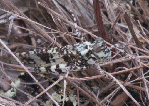 Trimerotropis saxatilis McNeill 1901 resmi