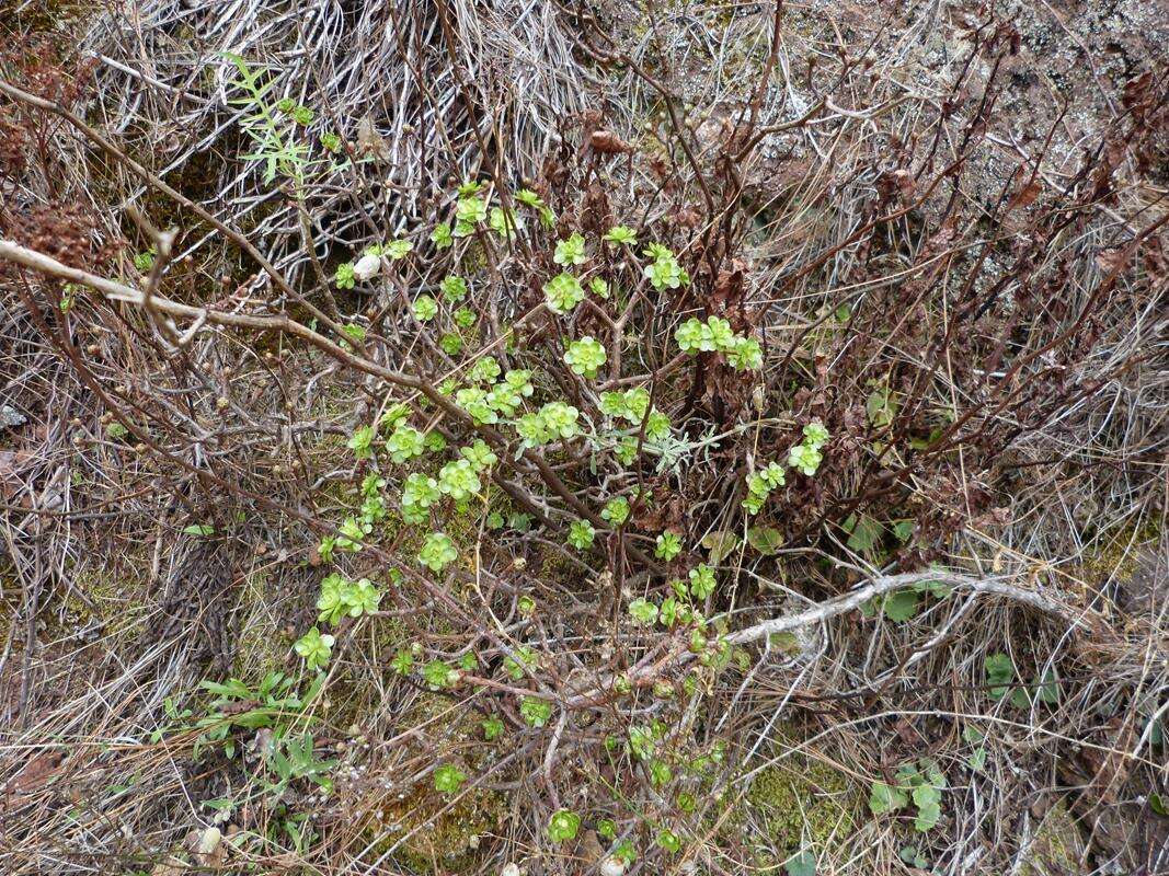 Image of Aeonium spathulatum (Hornem.) Praeger