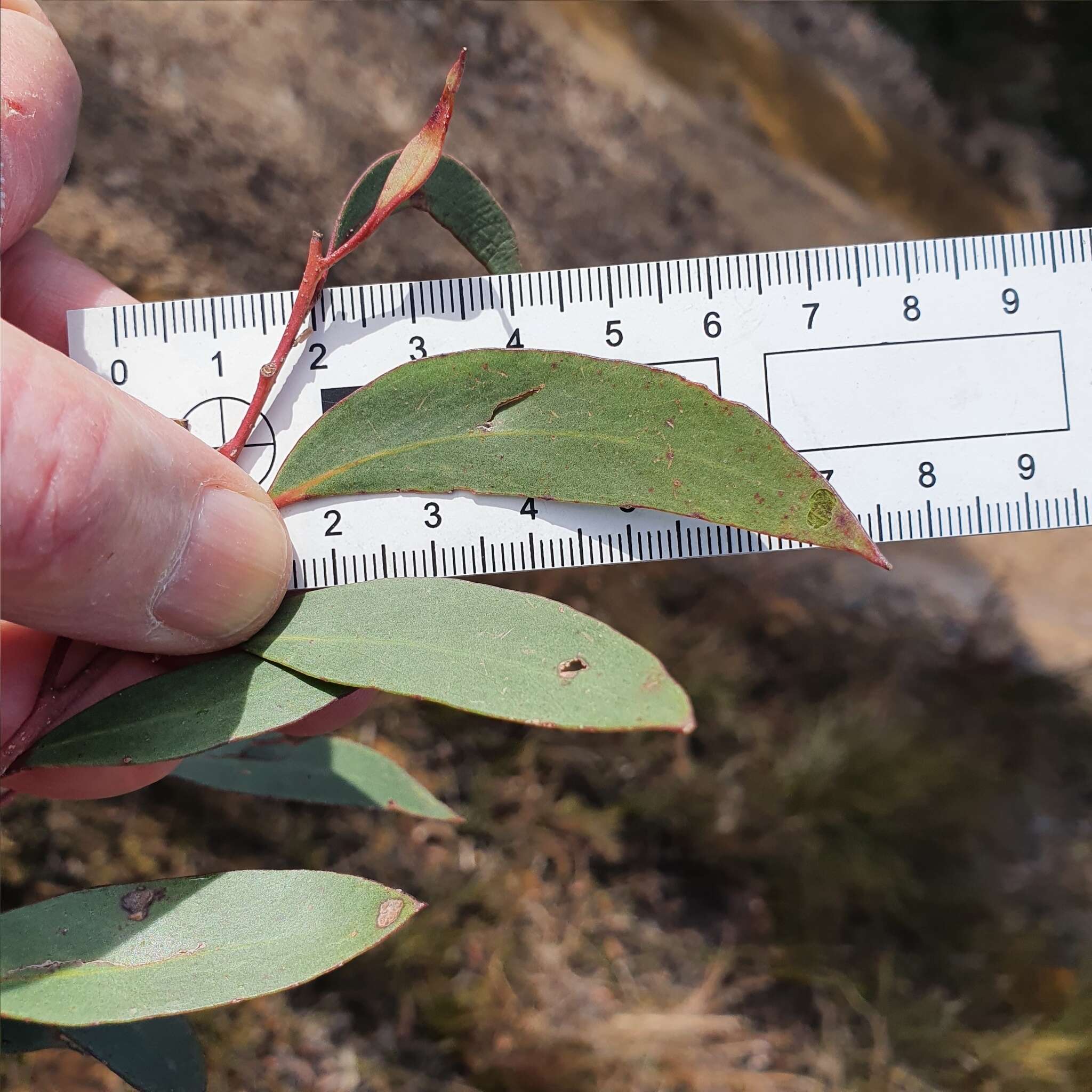 Image of Eucalyptus ligustrina A. Cunn. ex DC.