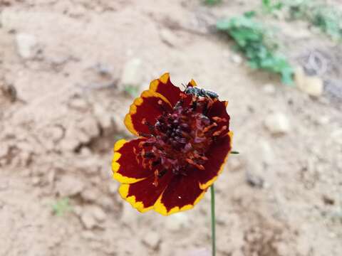 Image de Thelesperma burridgeanum (Regel, Korn. & Rach.) Blake