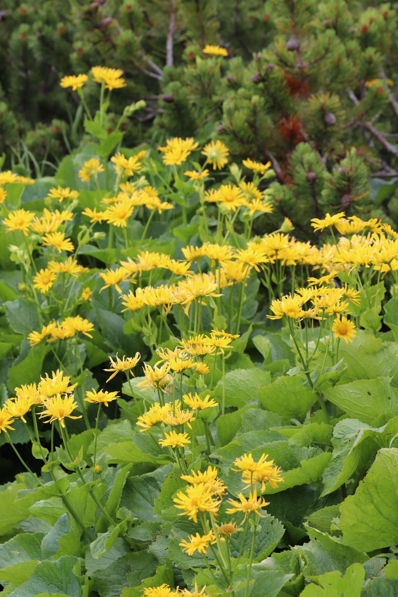 Image of Doronicum cataractarum Widd.