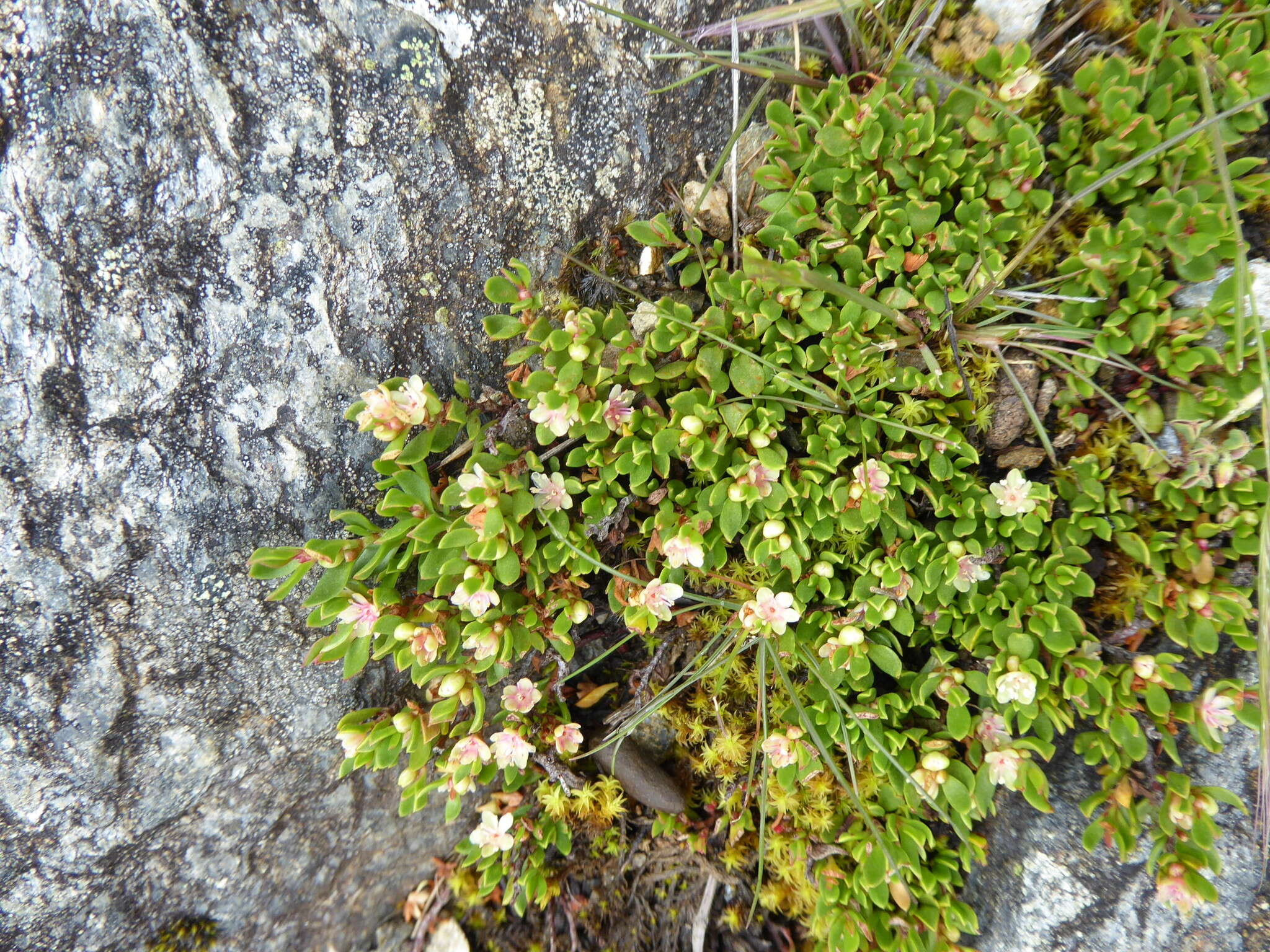 Image of Muehlenbeckia volcanica (Benth.) Endlicher