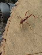 Image of Neoclytus cacicus (Chevrolat 1860)