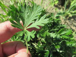 Image de Potentilla angarensis Popov