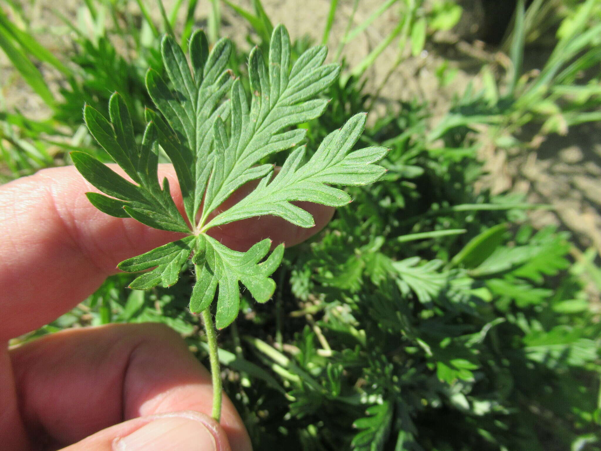 Image of Potentilla angarensis Popov