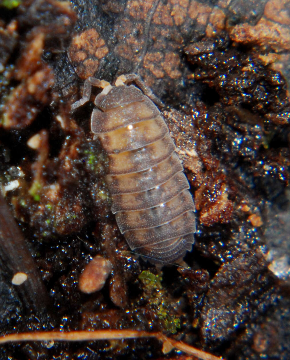 Image of Pillbug