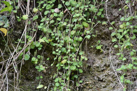 Image of Yerba-de-Clavo