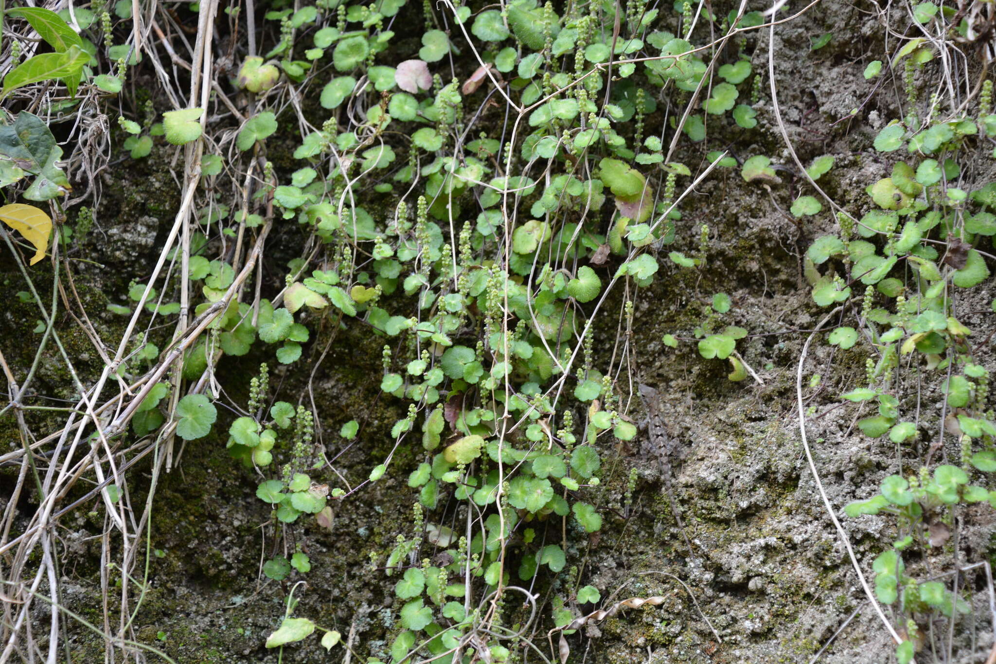 Image de Hydrocotyle hirsuta Sw.