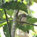 Image of Chestnut-backed Owlet