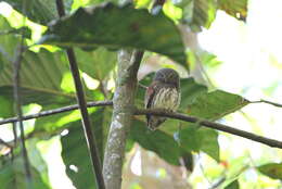 Image of Chestnut-backed Owlet