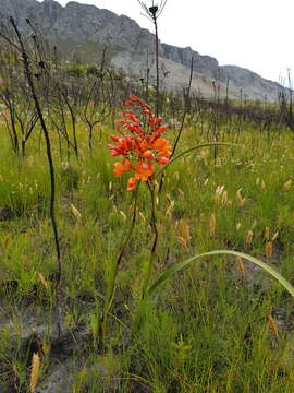 Image of Pillansia templemannii (Baker) L. Bolus