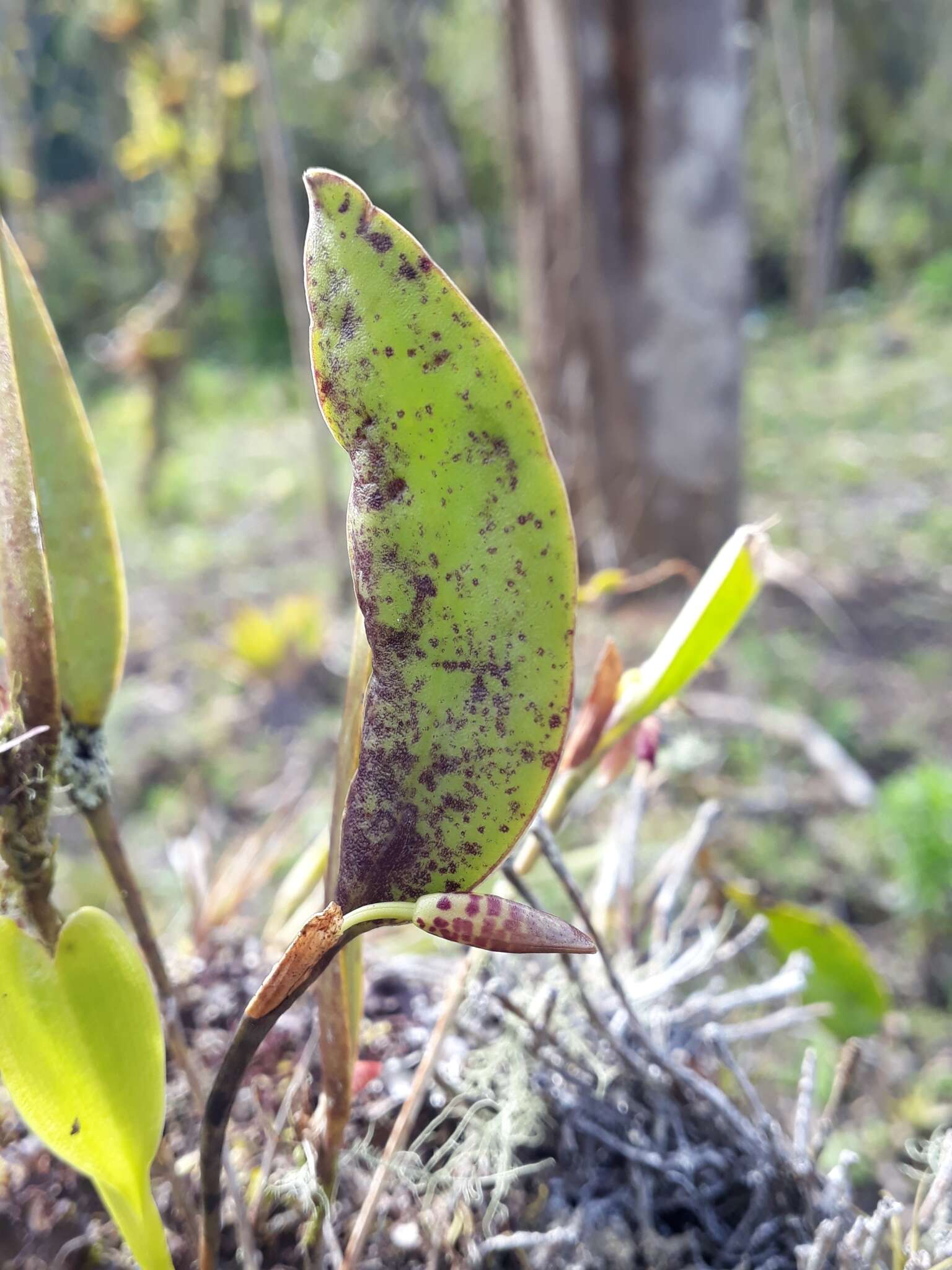 Image of Pleurothallis talpinaria Rchb. fil.