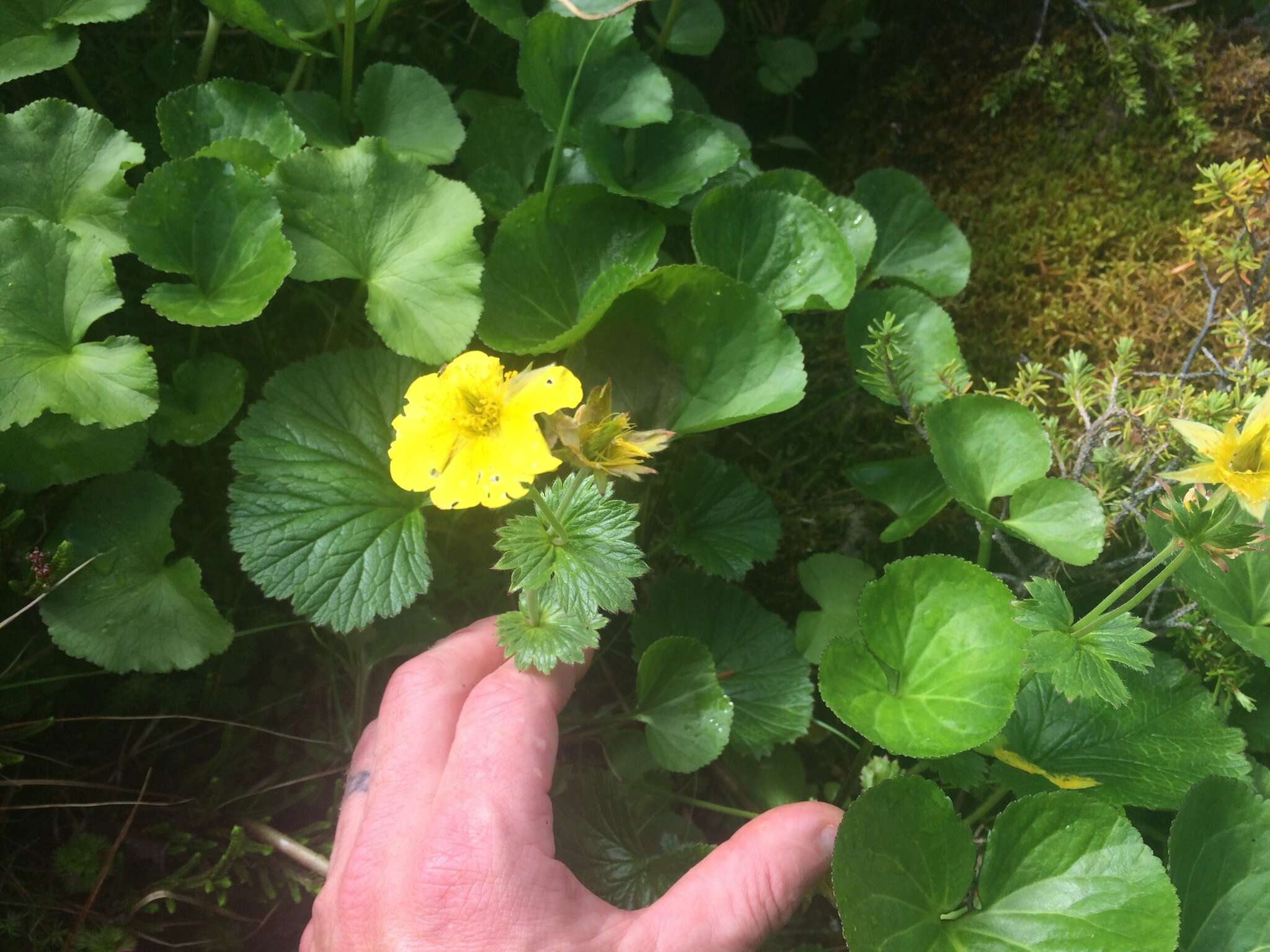 Image of Caltha-Leaf Avens