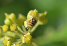 صورة Lamprolonchaea smaragdi (Walker 1849)