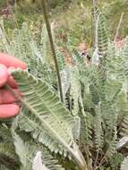 Image of Astragalus listoniae Boiss.