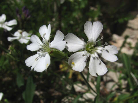 Image of Silene samojedorum (Sambuk) Oxelman