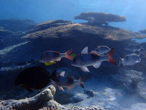 Image of Doublebar goatfish