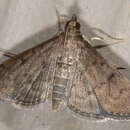 Herpetogramma theseusalis Walker 1859 resmi