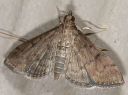 Herpetogramma theseusalis Walker 1859 resmi