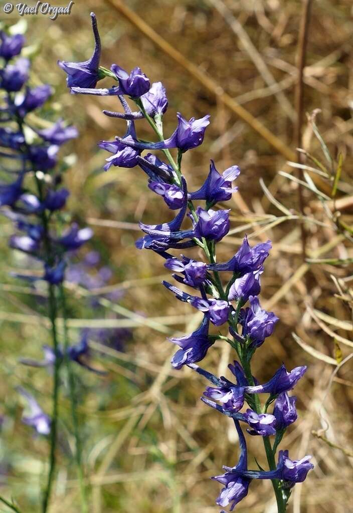 Image of Delphinium peregrinum L.