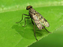 Image of Lesser Variegated Snipe Fly