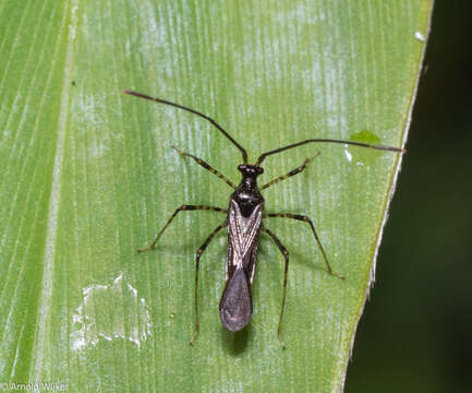 Слика од Helopeltis cinchonae Mann 1907