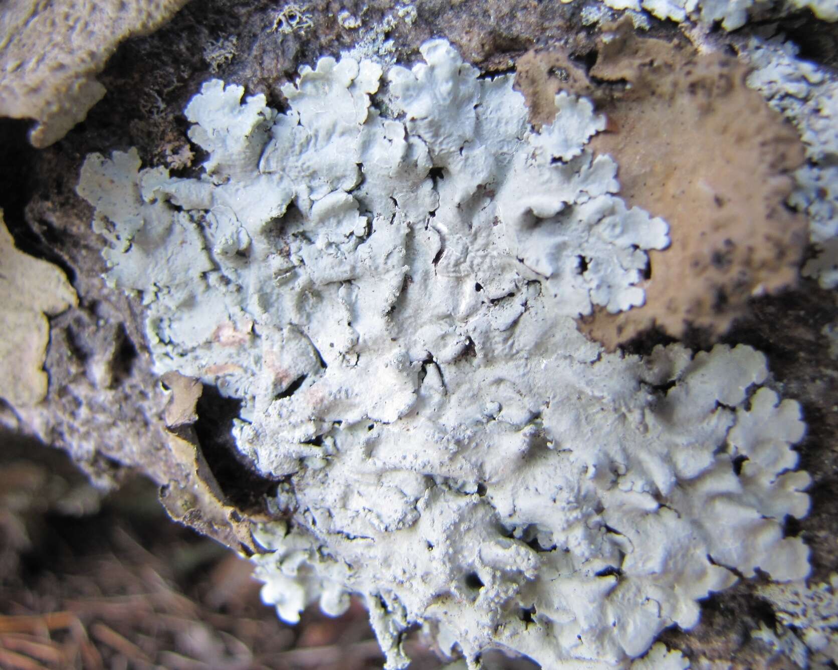 Image of Texan canoparmelia lichen