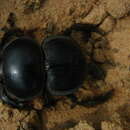 Image of Pachysoma endroedyi (Harrison, Scholtz & Chown 2003)