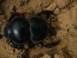 صورة Pachysoma endroedyi (Harrison, Scholtz & Chown 2003)