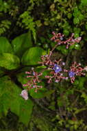 Image of Hydrangea densifolia (C. F. Wei) Y. De Smet & Granados