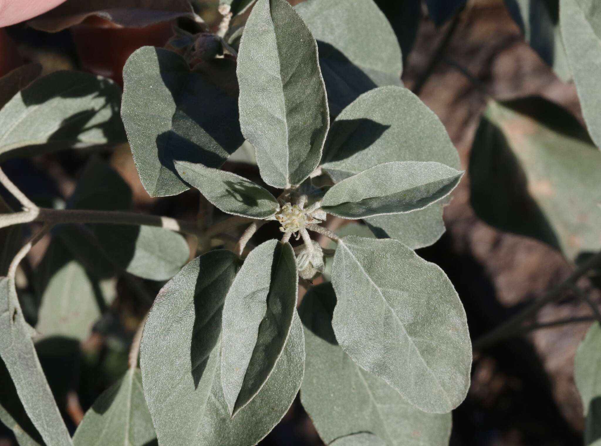 Слика од Croton pottsii var. pottsii