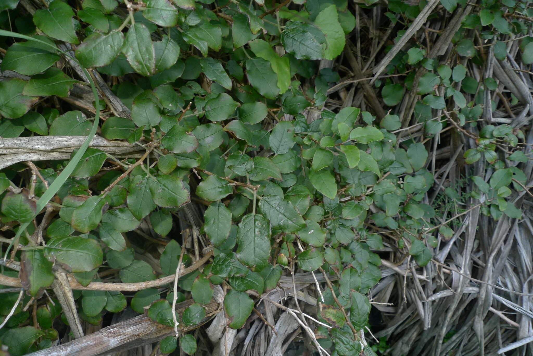 Image of Fuchsia colensoi Hook. fil.