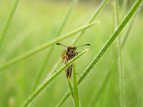 Image of Metisella meninx Trimen 1873