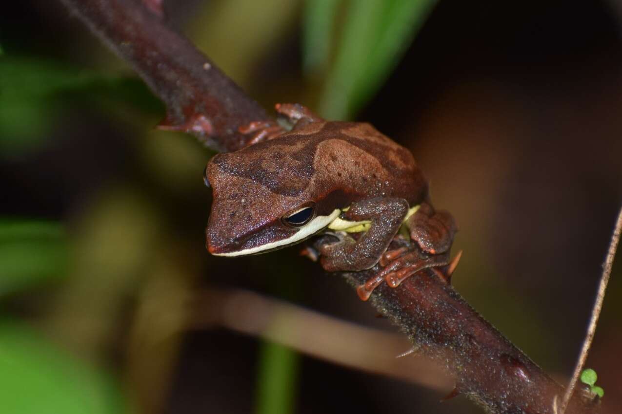 Слика од Taruga Meegaskumbura, Meegaskumbura, Bowatte, Manamendra-Arachchi, Pethiyagoda, Hanken & Schneider 2010