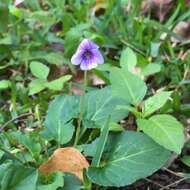 Image of Viola philippica var. pseudojaponica (Nakai) Y. S. Chen